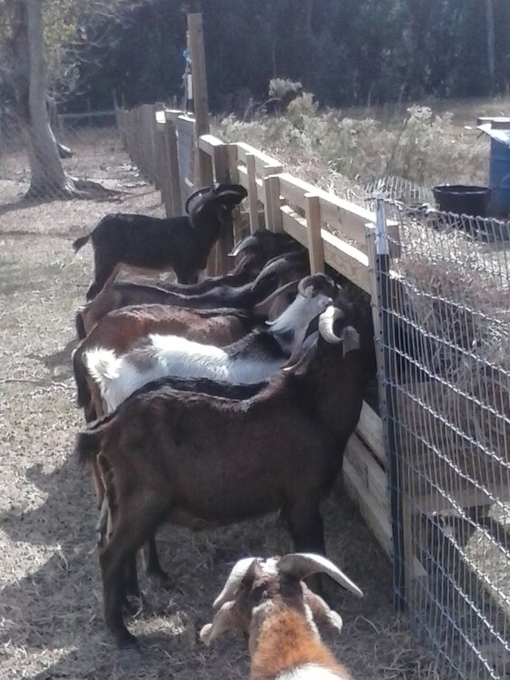 several goats are standing in the dirt by a fence