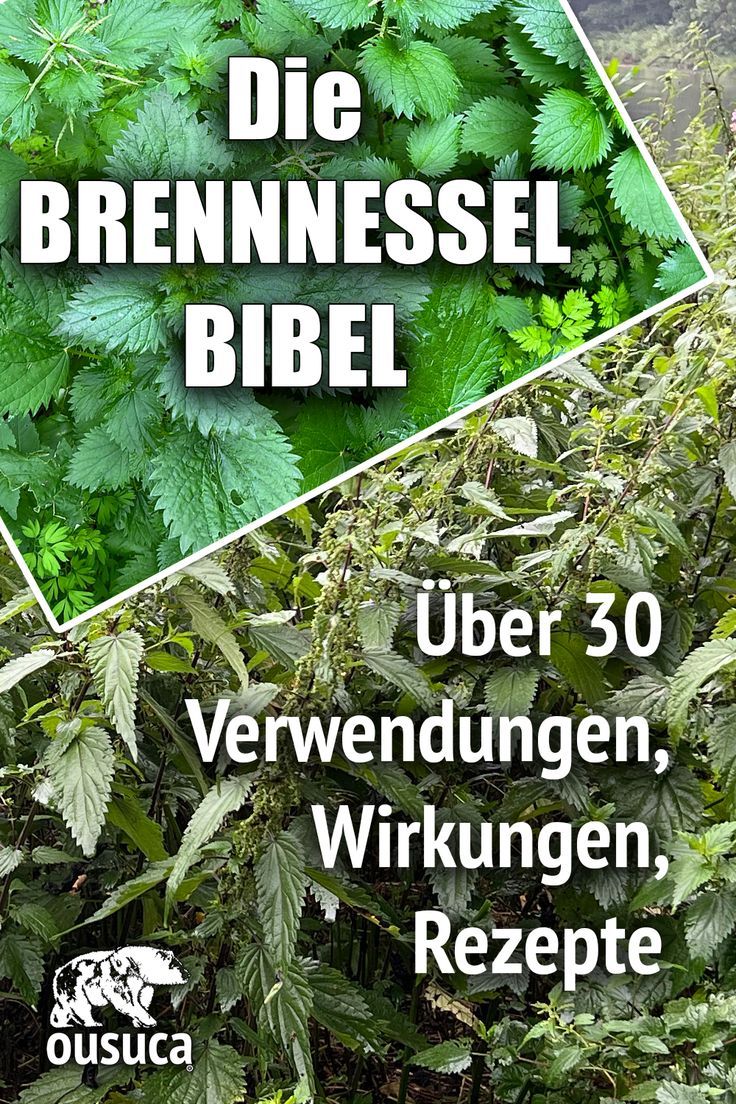 Die Brennnessel Bibel ist ein umfassender Pflanzenratgeber zur Brennnessel: Wirkungen, Rezepte und Verwendungen der Superpflanze Brennnessel von der Steinzeit bis heute Benefits Of Vitamin A, Vitamin A Foods, Healthy Herbs, Vitamins For Hair Growth, Vitamins For Skin, Hair Vitamins, Vitamins For Women, Wild Food, Fitness Blog