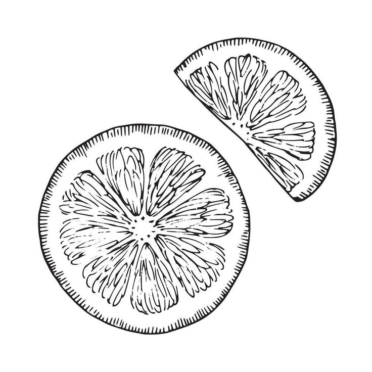 two lemons cut in half on a white background with black and white ink drawing