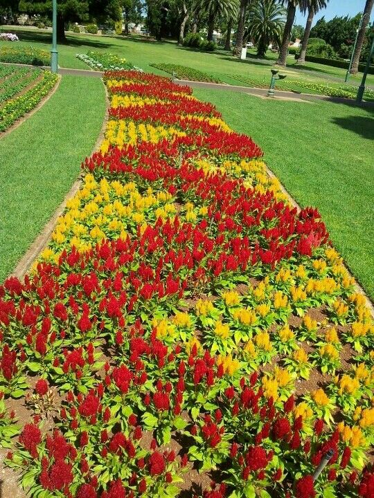 colorful flowers are growing in the middle of a flower bed at a park on a sunny day