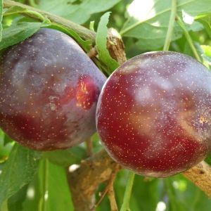 two plums on the tree ready to be picked