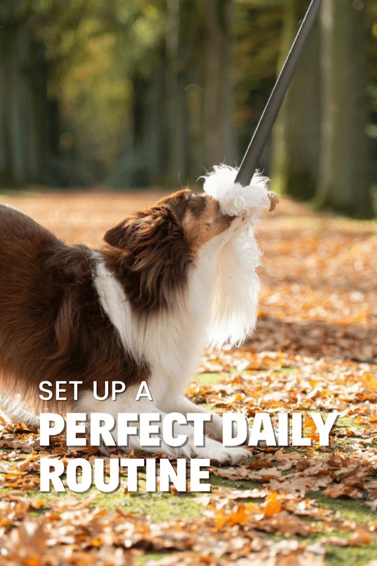 a brown and white dog standing on top of leaf covered ground next to trees with the words set up a perfect daily routine