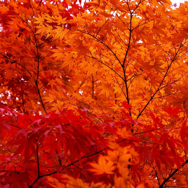 an orange tree with lots of leaves on it's branches in the fall time