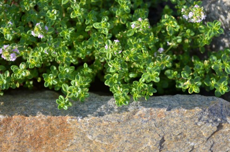 small green plants growing out of the rocks