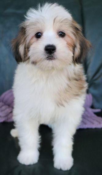 a small white and brown dog sitting on top of a black floor next to a purple blanket