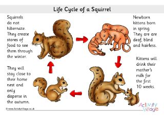 the life cycle of a squirrel is shown in this graphic above it's description