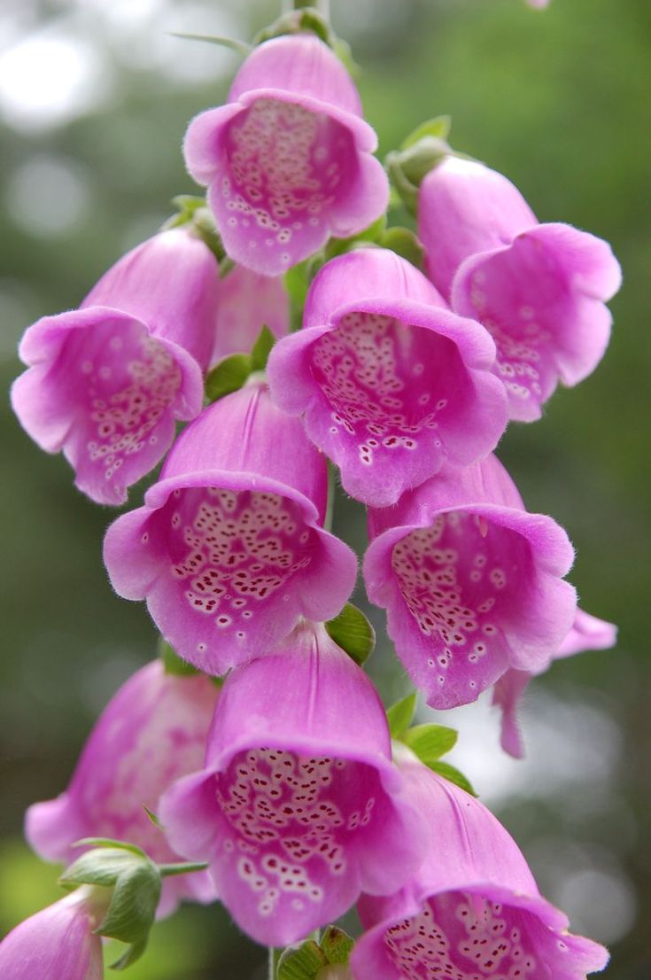 pink flowers with green leaves in the background