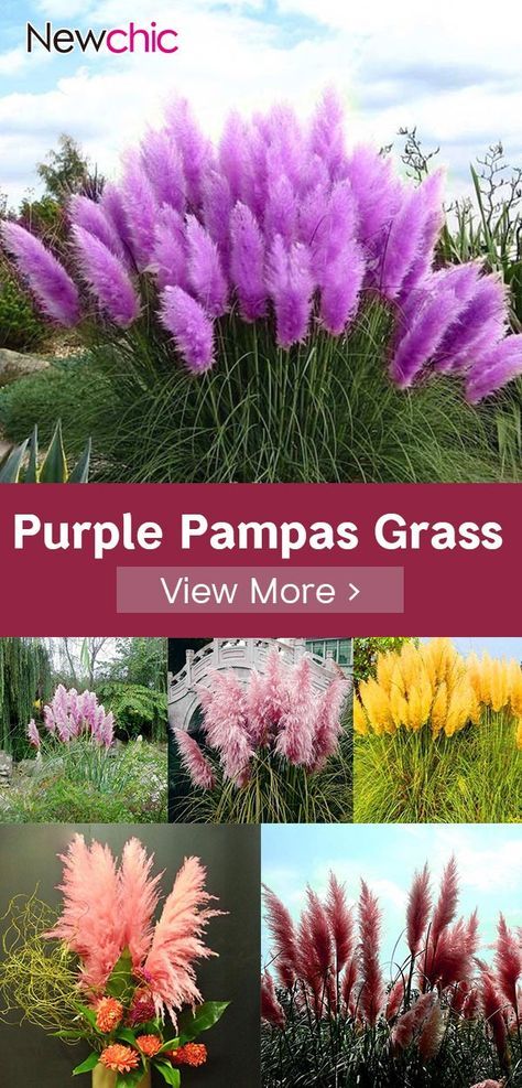 purple pampas grass is shown in multiple different colors and sizes, with the words purple pam