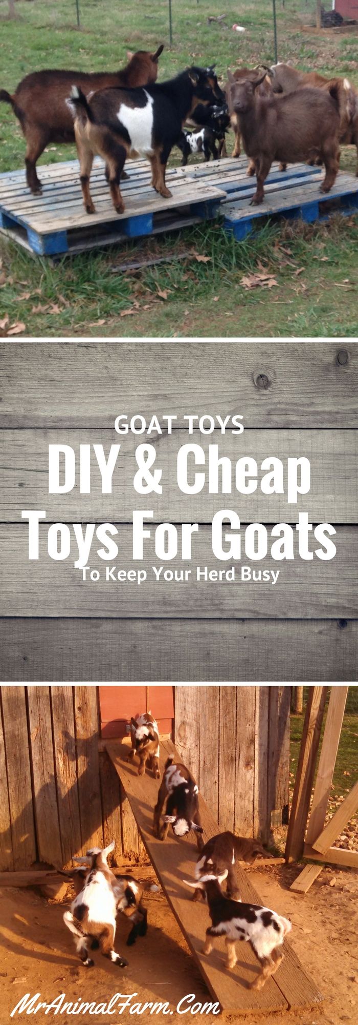 goats and sheep are standing in an enclosure with text overlay that reads goat toys diy & cheap toys for goats to keep your herd busy