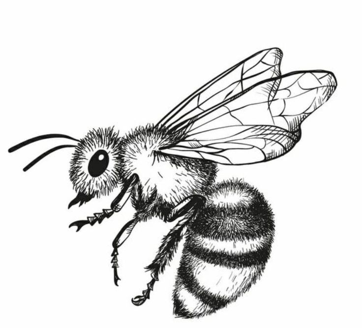 a black and white drawing of a bee with its wings spread out to the side