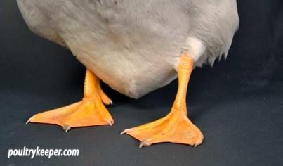 a white bird with orange beaks on a black background