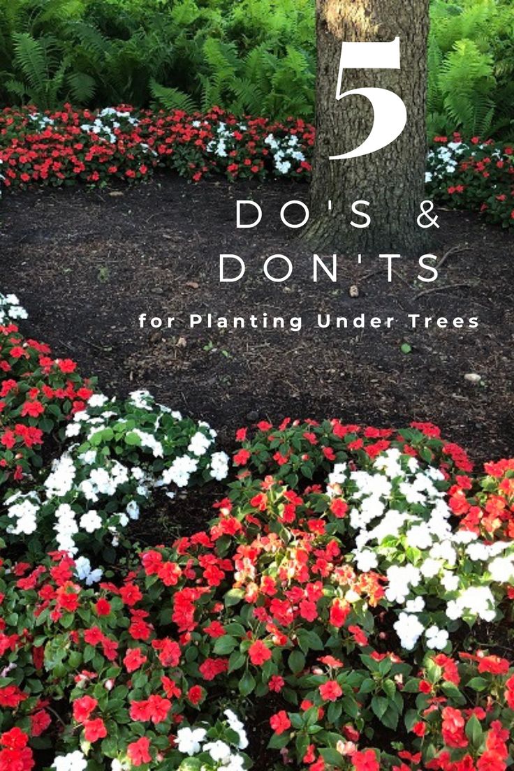 flowers and trees with the title 5 dos's & don'ts for planting under trees