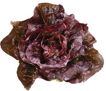 lettuce is shown on a white background