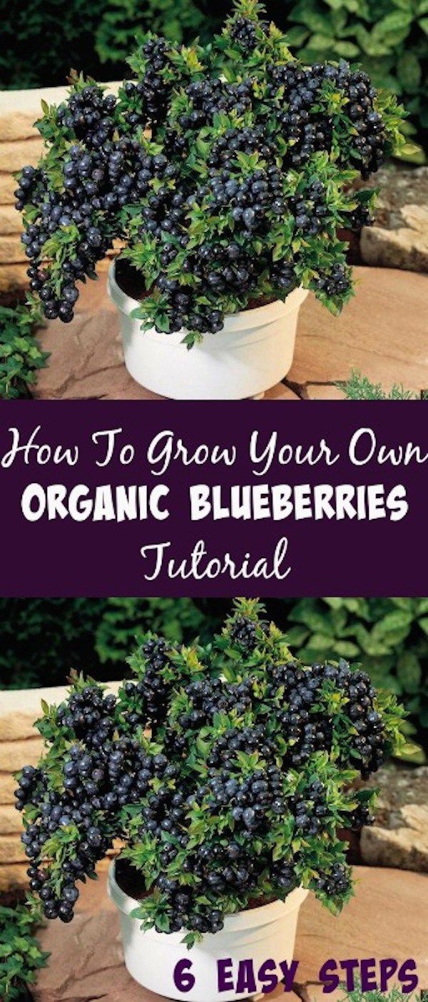 blueberries growing in a pot with the title how to grow your own organic blueberries