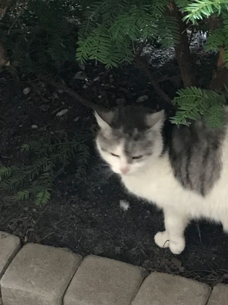 a gray and white cat standing next to a tree on the ground in front of a brick walkway