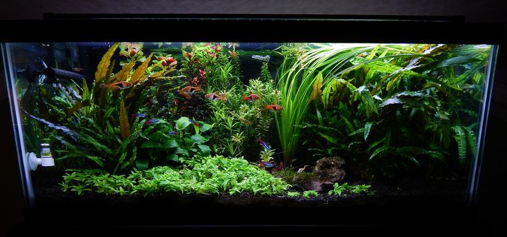 an aquarium filled with lots of green plants and plants growing in the bottom right corner