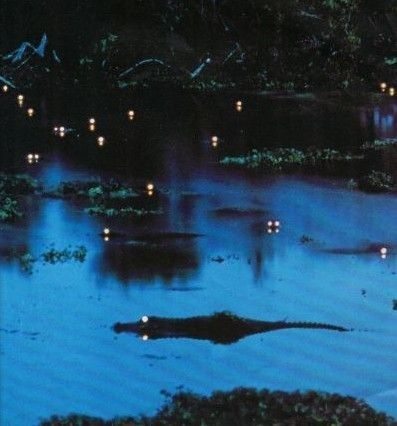 a pond filled with lots of water surrounded by trees and bushes at night time in the evening