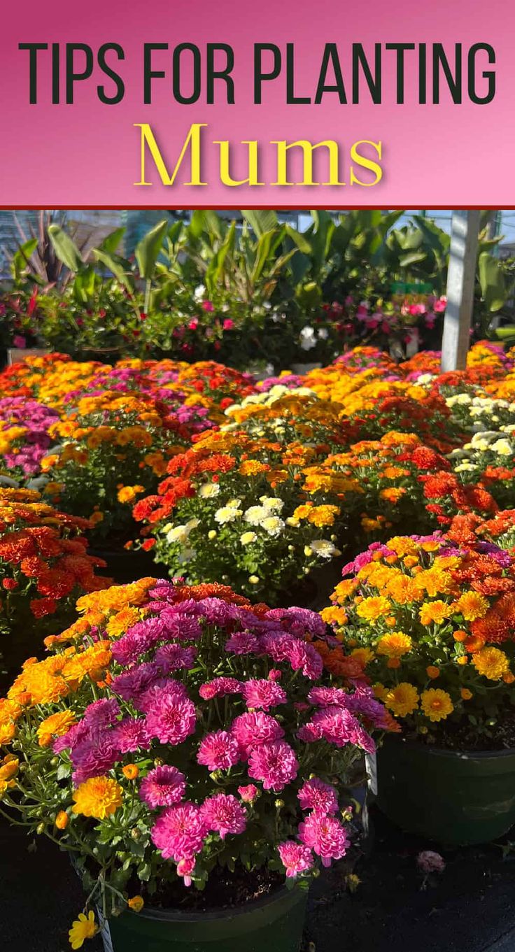 colorful flowers in pots with text overlay that reads tips for planting mums