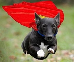 a black and white dog is wearing a red umbrella over its head while running through the grass