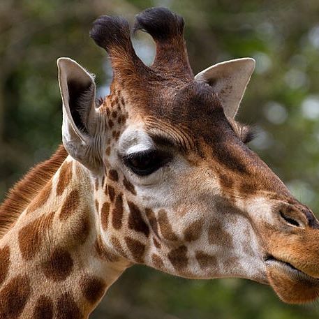 a giraffe is looking at the camera with trees in the backgroud