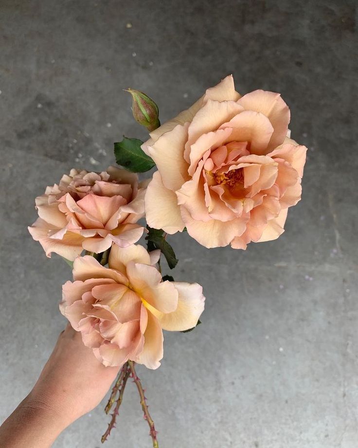 three pink roses are being held up by someone's hand on the concrete floor