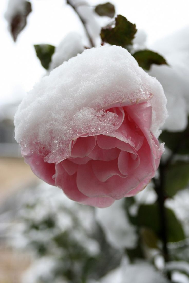 a pink flower with snow on it