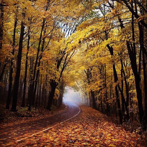 a road surrounded by trees covered in leaves