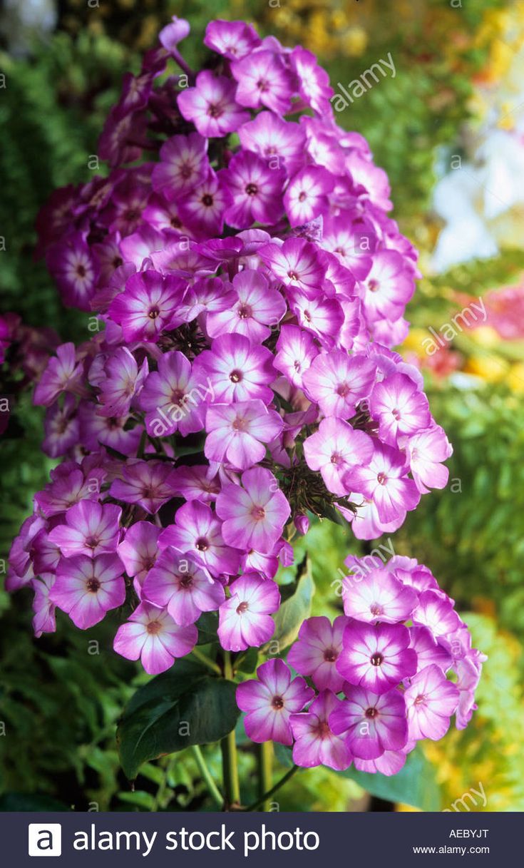 purple flowers are blooming in the garden