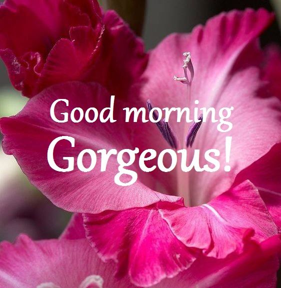 a pink flower with the words good morning gorgeous