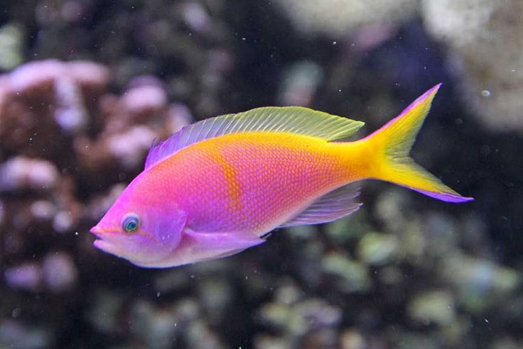 a yellow and pink fish swimming in an aquarium