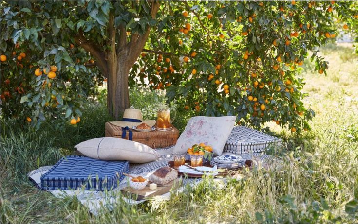 an orange tree filled with lots of ripe oranges next to a picnic blanket and pillows