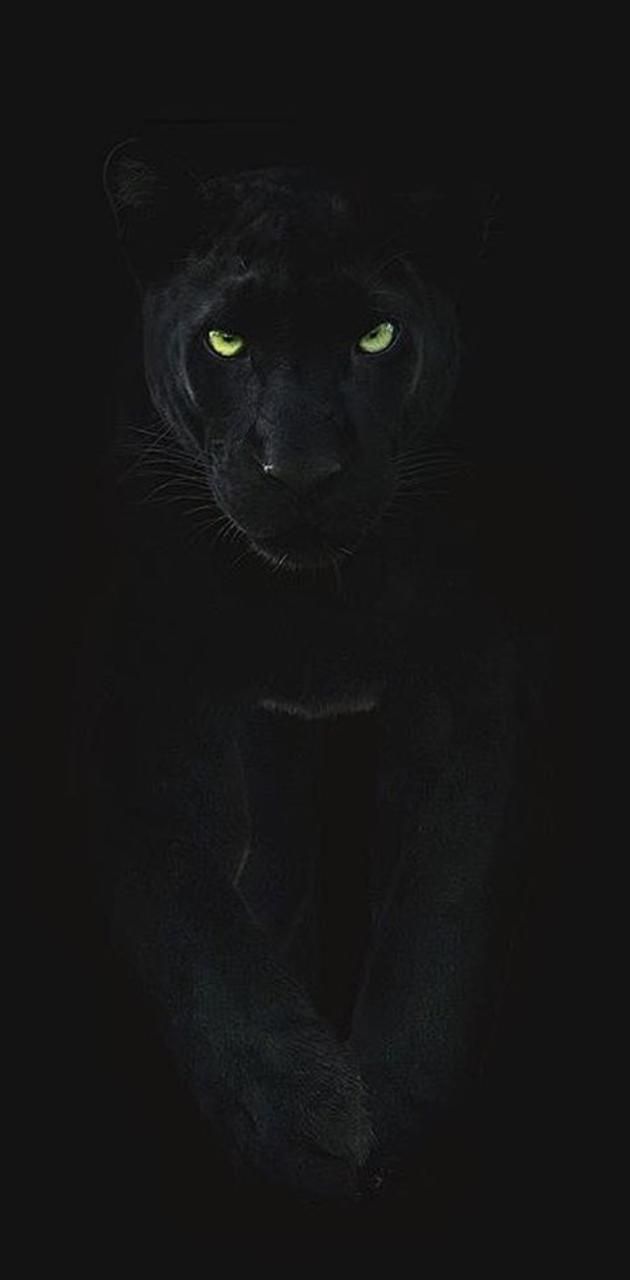 a black cat with green eyes in the dark