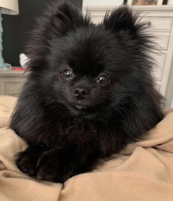 a small black dog laying on top of a bed