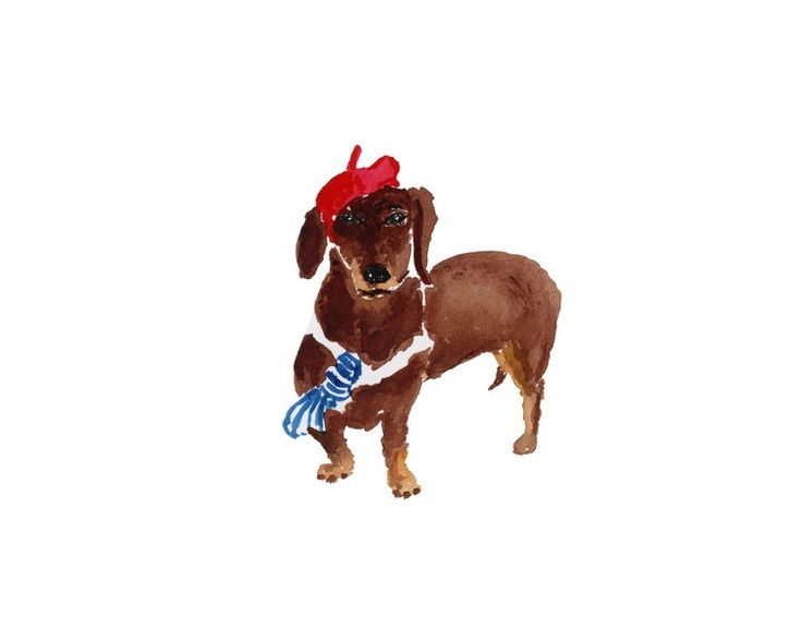 a brown dog with a red hat and blue scarf on it's head standing in front of a white background