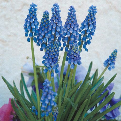 blue flowers are in a vase on the table