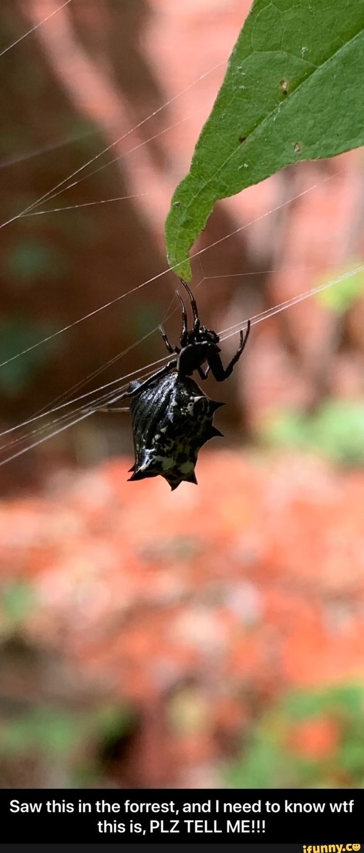 a black spider hanging from a web on a green leaf with the caption saw this in the forest, and i need to know if it'd