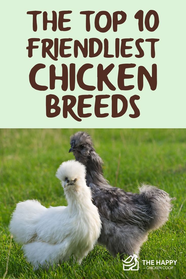 two chickens standing in the grass with text overlay that reads, the top 10 friendlyest chicken breeds