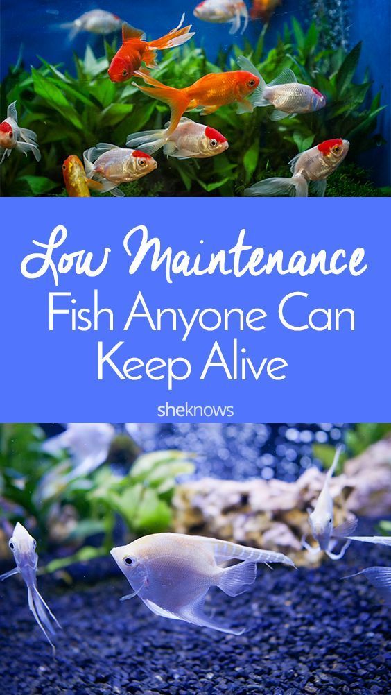 fish in an aquarium with the title saying, how maintenance fish anyone can keep alive