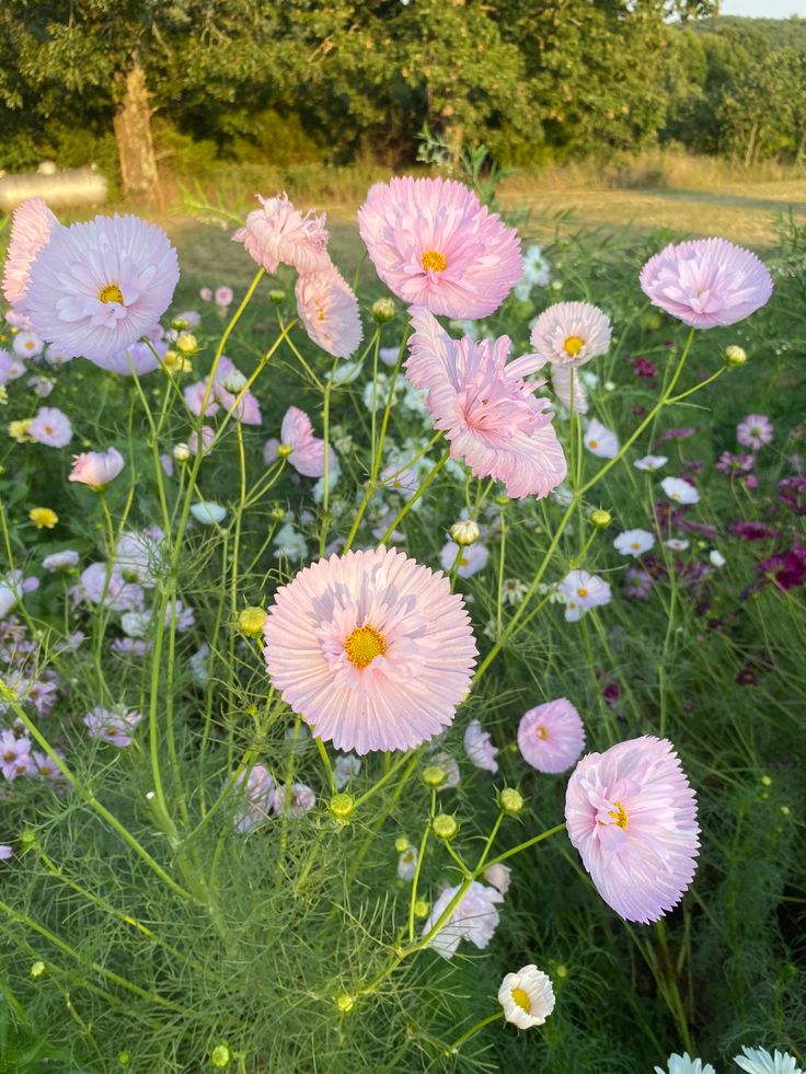 pink and white flowers are in the grass