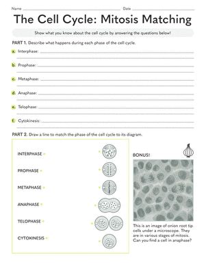 the cell cycle mitotics matching worksheet is shown in this image, and contains