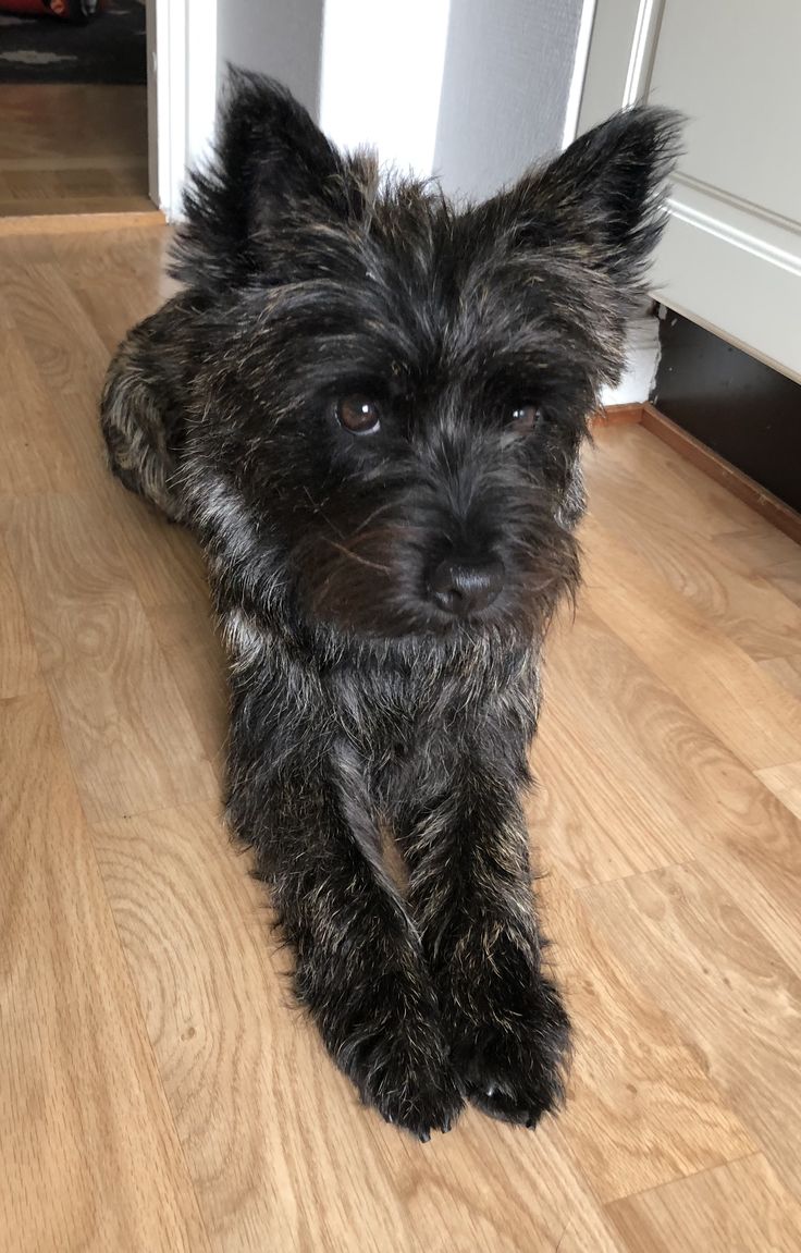 a small black dog sitting on top of a hard wood floor next to a door