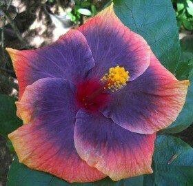 a purple and yellow flower with green leaves