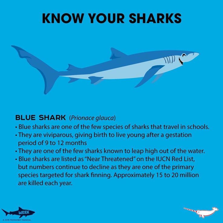 a blue shark with the caption'know your sharks'below it is an information poster