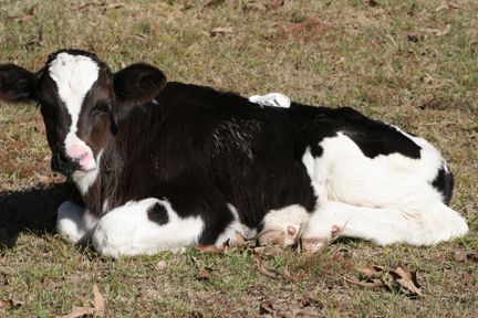 a black and white cow laying in the grass