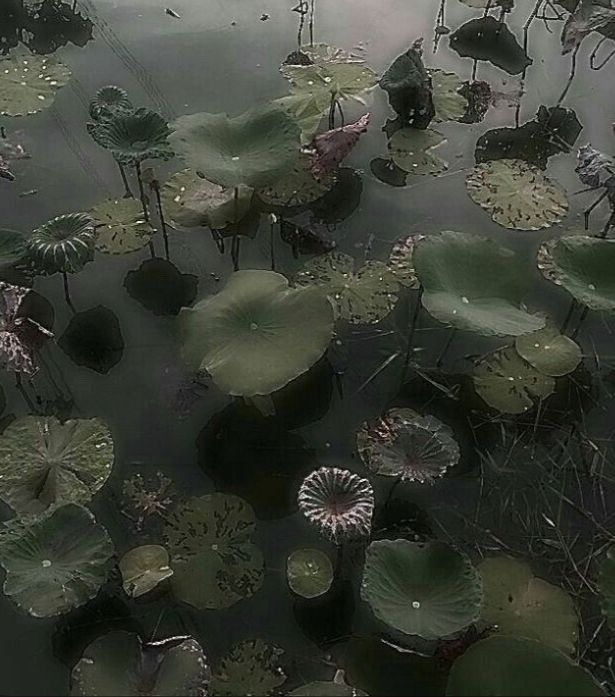 lily pads floating on top of water in a pond