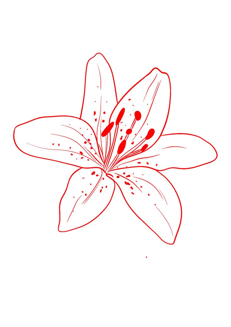 a drawing of a flower with red spots on it's petals and stamen