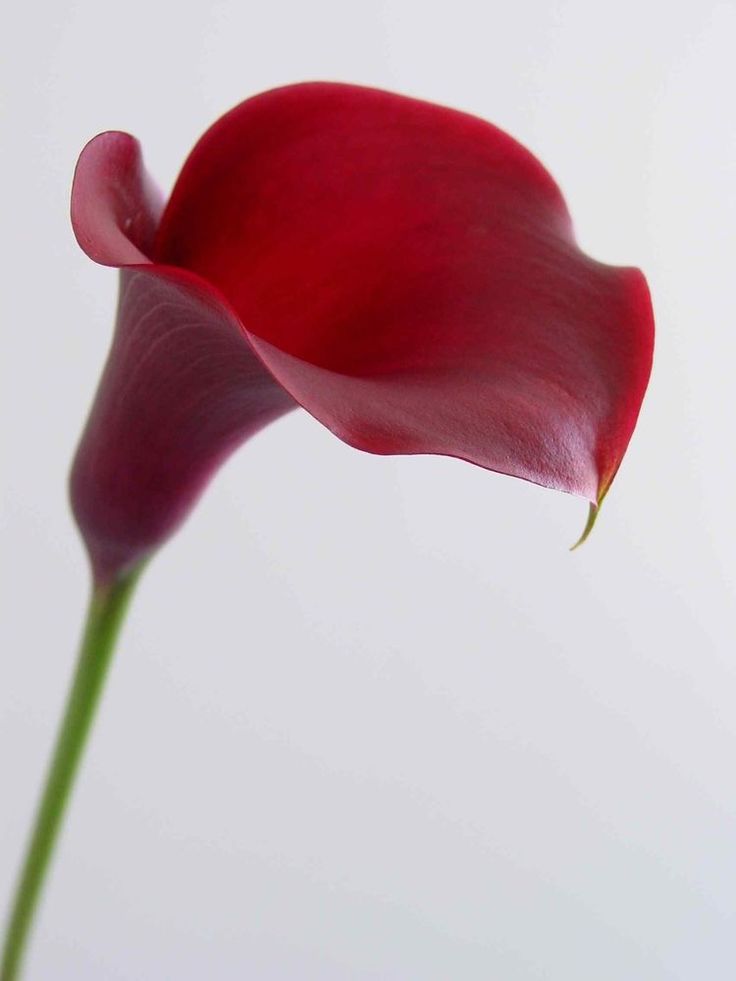 a single red flower in a vase on a white tablecloth, with the petals still attached