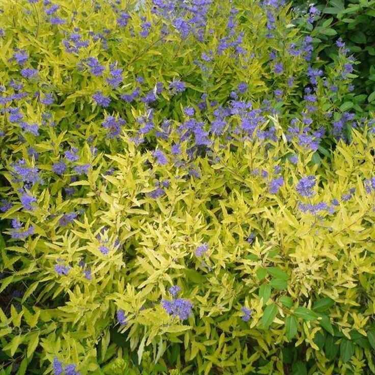 blue and yellow flowers are growing in the bushes