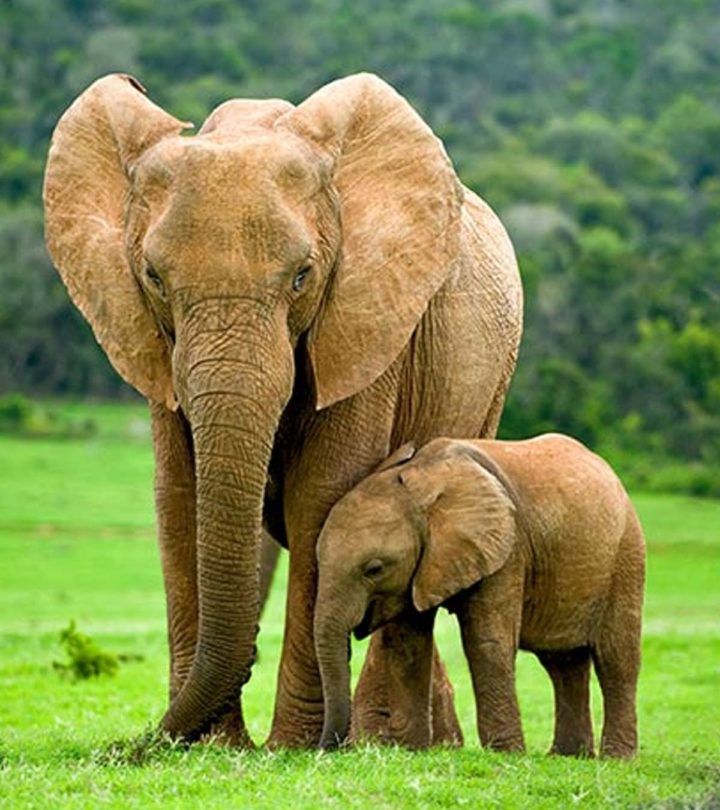 an adult elephant standing next to a baby elephant on top of a lush green field