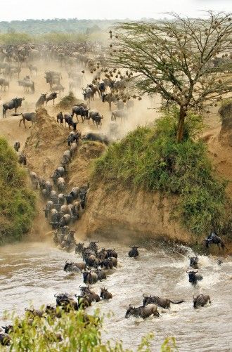 a large herd of wild animals crossing a river in the african savannah, during the day